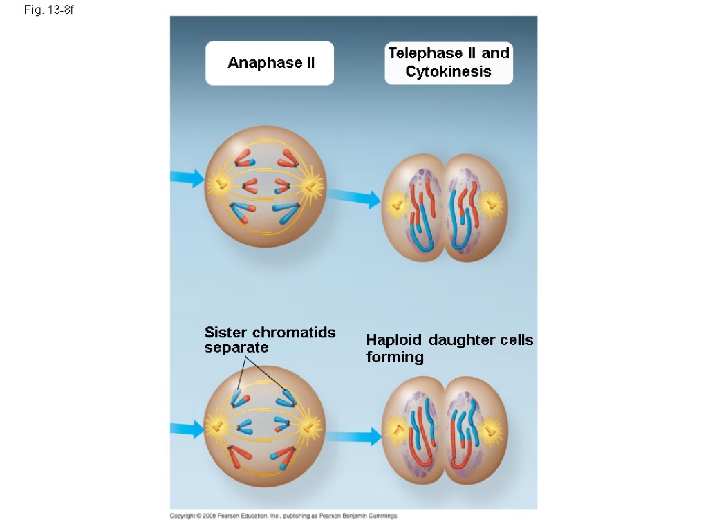 Fig. 13-8f Anaphase II Telephase II and Cytokinesis Sister chromatids separate Haploid daughter cells